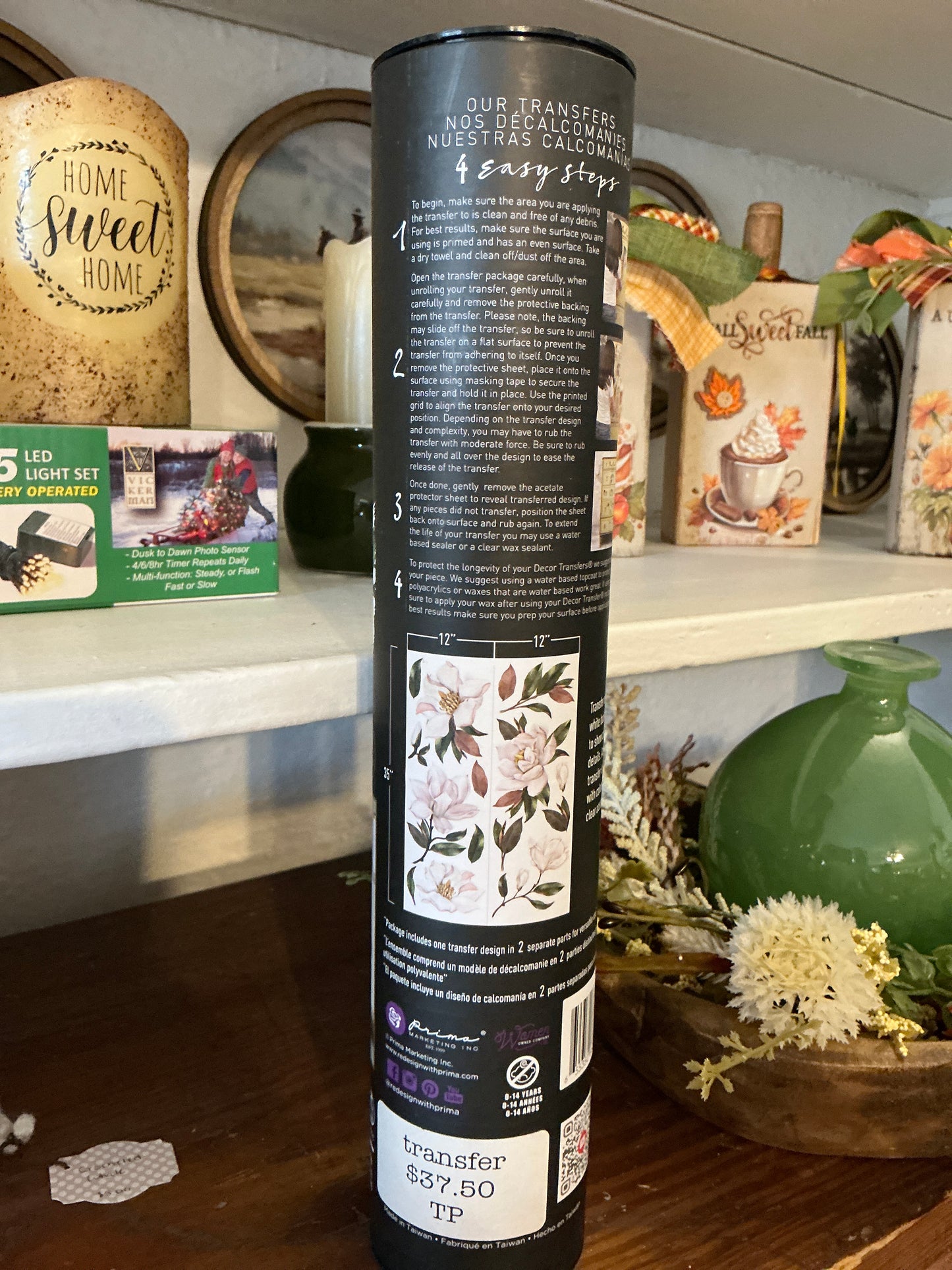 Magnolia grandiflora transfer