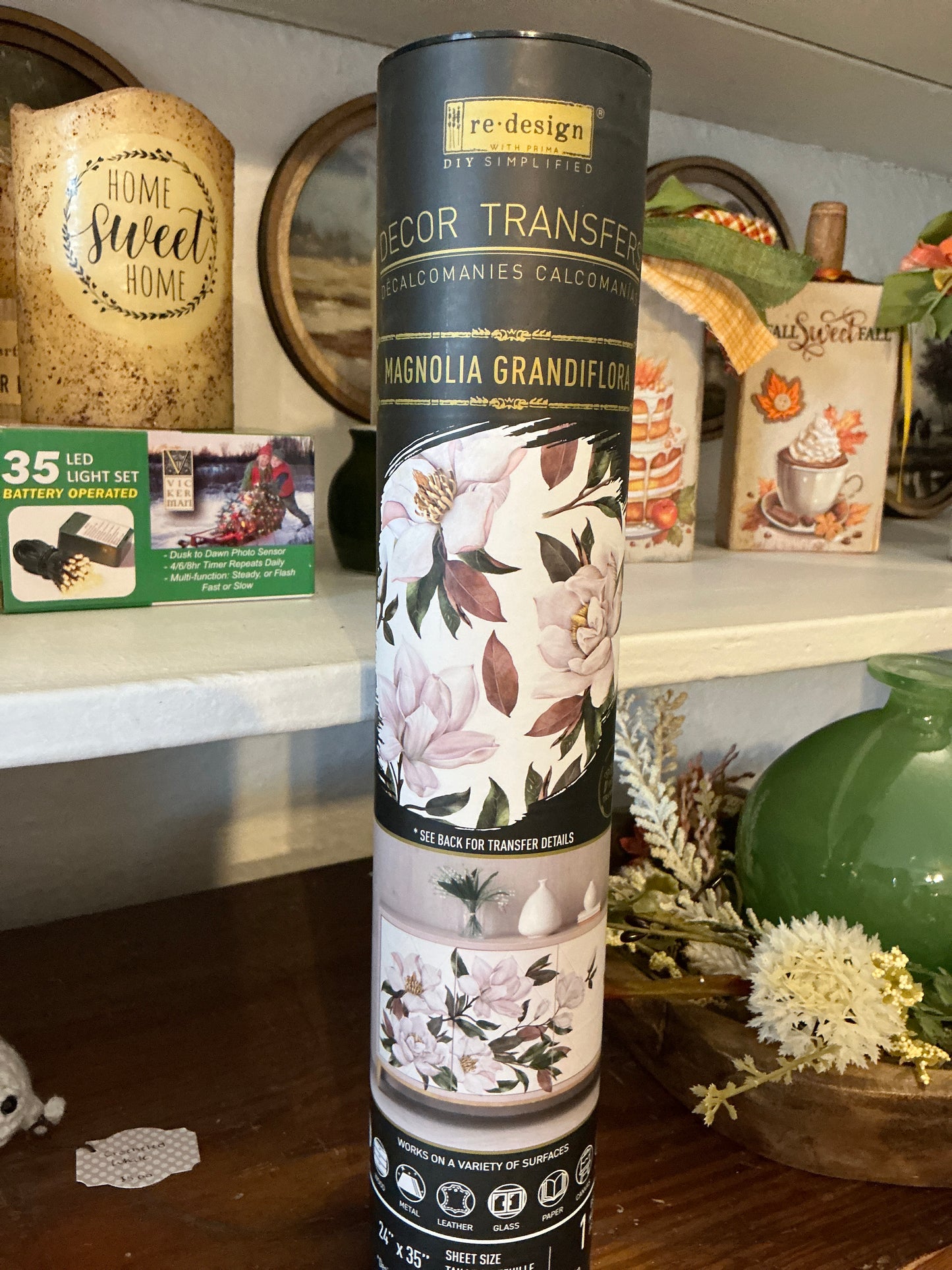 Magnolia grandiflora transfer