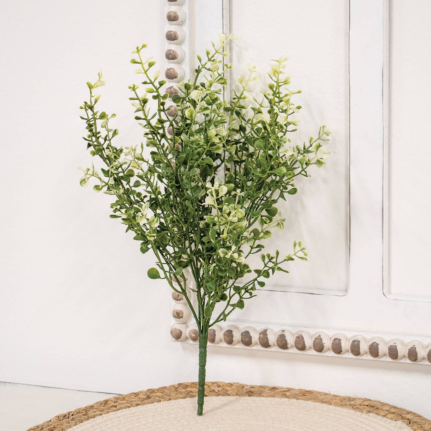 Cream Tipped Baby's Grass Bush - 14"